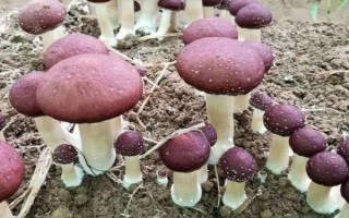 红菇的生长全过程要多久,通常在1个月左右