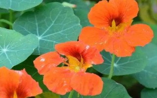 旱金莲叶子发黄干枯如何处理，每次浇水要浇透