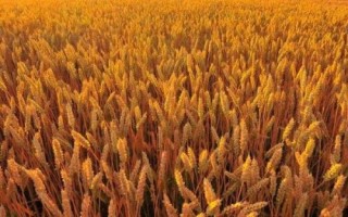 卓麦20小麦品种的特性,每亩适宜基本苗18~22万