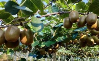 猕猴桃夏季怎么管理，病虫梢、徒长枝要及时剪除