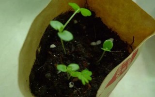 含羞草种子多久可以发芽,约10天左右即可出苗