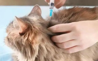 猫得了猫瘟后如何紧急治疗，主要注射猫瘟单克隆抗体和猫干扰素