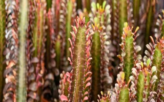 龙骨花怎么养殖，春秋季节每隔1-2周浇一次水