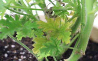 驱蚊草的盆栽方法，生长期和盛花期要定期追施肥液