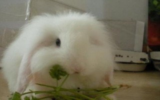 宠物兔养殖的注意事项，要保证居住环境的卫生