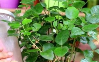 冬天怎么养护茉莉花，需转移至室内并做好保温措施