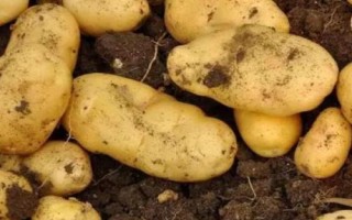 马铃薯的产地，甘肃、宁夏、东北等地方为主产区