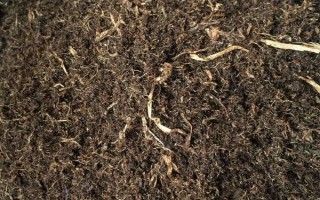 红掌的养殖方法,适宜生长的温度在20-25℃
