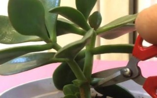 玉树如何嫁接天竺葵，要选择生长健壮且无病害的枝条作为接穗