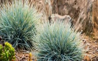 蓝羊茅的生长特性，具有喜光、耐旱等特点