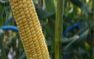 并单16号玉米种子特点