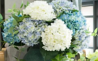 绣球花能摆放在客厅吗，适合摆放在客厅