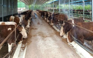 养牛的注意事项，要选择抗性高的牛品种