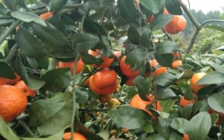 砂糖橘开裂的原因，久旱突降大雨会导致果实大量开裂