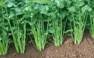 香菜倒伏了怎么处理,应合理浇水并补充光照等
