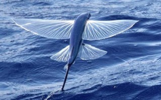 翱翔飞鱼好不好养，饲养难度大并不适合新手尝试