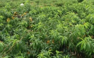 水蜜桃的种植方法，修剪枝叶与树根之后再定植