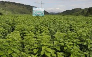 春季防治桑园病虫害的方法，根据病虫害的类型使用对应药物