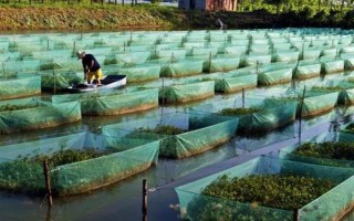 水泥池养黄鳝的水位，通常为20-30厘米左右