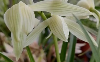 莲瓣兰有几种，常见的有滇梅、奇花素、心心相印等