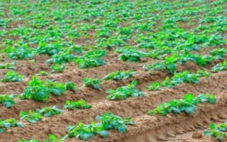 种红薯用什么肥料能变大变甜，肥料类型取决于生长时期