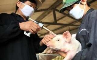 猪拉稀且不吃食如何处理,小猪黄白痢可对它灌服利克太保