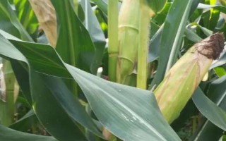 大玉3号玉米种子简介，注意防治弯孢菌叶斑病及黑粉病