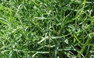 柴胡需要施什么肥，建议施用多元素复合肥料和氮磷肥料