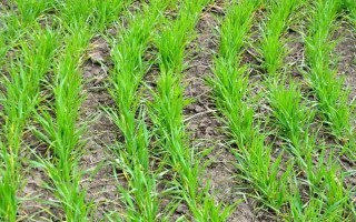 冬小麦半精量播种方法，造墒后按照3-5厘米的深度进行机播