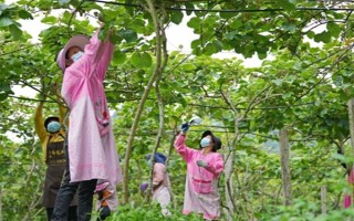 春天怎么防治猕猴桃桑白蚧，冬季清园并喷施石硫合剂可减轻翌年为害