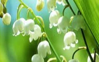 为什么铃兰不开花，可能是花土过湿或阳光不足所致