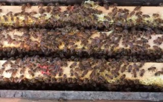 蜂群合并后会不会咬蜂王，蜂群并不互通、合并后可能会咬蜂王