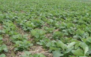 油菜的种植方法，播种前需晒种