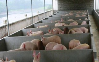 小型养猪场需要多少投资,大概需要2万元左右