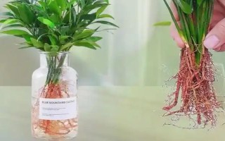 竹柏冬季的养殖方法，适合生长的温度为18-26℃