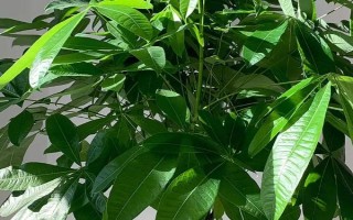 发财树缺肥有哪些症状，会出现枝叶枯黄和新生枝条细弱的症状