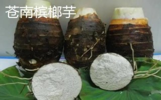 浙江温州苍南县的特产,苍南四季柚品质上乘