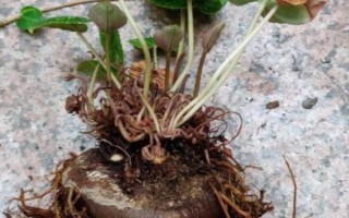 仙客来花落后如何处理，要对其进行修剪