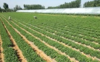 花生叶螨为害症状及发生原因，朱砂叶螨是优势种