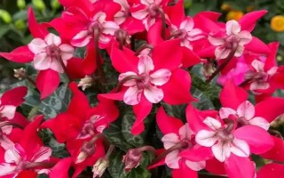 红色仙客来的花语，寓意嫉妒的爱、欢迎贵客等