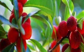 杨梅有虫子怎么泡，盐水加生粉浸泡效果好