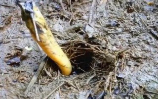 怎么诱捕黄鳝，一般可采用网捕、笼捕、聚捕等方法