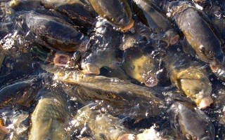 鲤鱼繁殖期吃食吗，通常不会进食