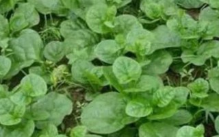 木耳菜适合在农村小院种植吗,种植简单适合在小院种