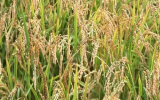 众香优1615水稻品种的特性,每亩有效穗数16.8万