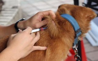 狗狗会得糖尿病吗，狗最常患I型糖尿病