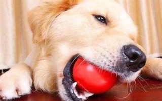 狗狗尿黄是不是上火,上火、缺水、尿路感染等原因均会导致