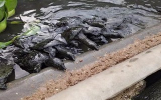 甲鱼的养殖方法，日常巡查工作很重要