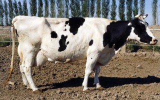 奶牛有什么本领，可以产出大量的牛奶