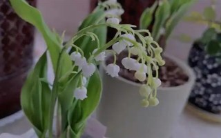 为什么铃兰不开花，可能是花土过湿或阳光不足所致